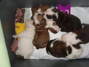 BULLDOGSFORSALE